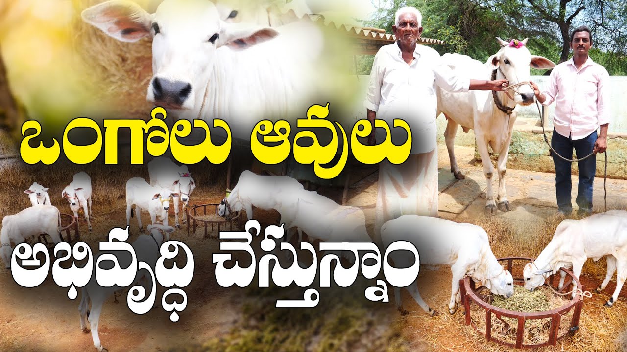 ఒంగోలు ఆవుల అభివృద్ధిలో తాత - మనవడు || Development of Ongole breed || Vinod Kumar