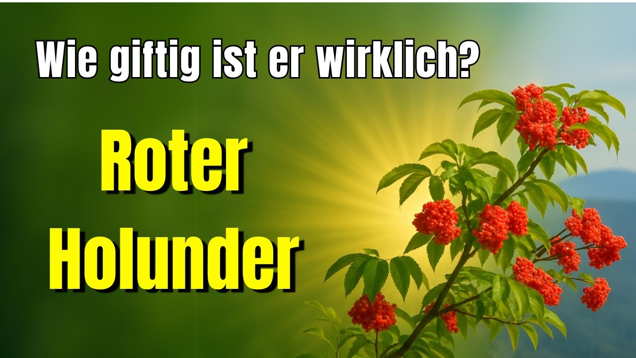 Roter Holunder Fakt oder Fake