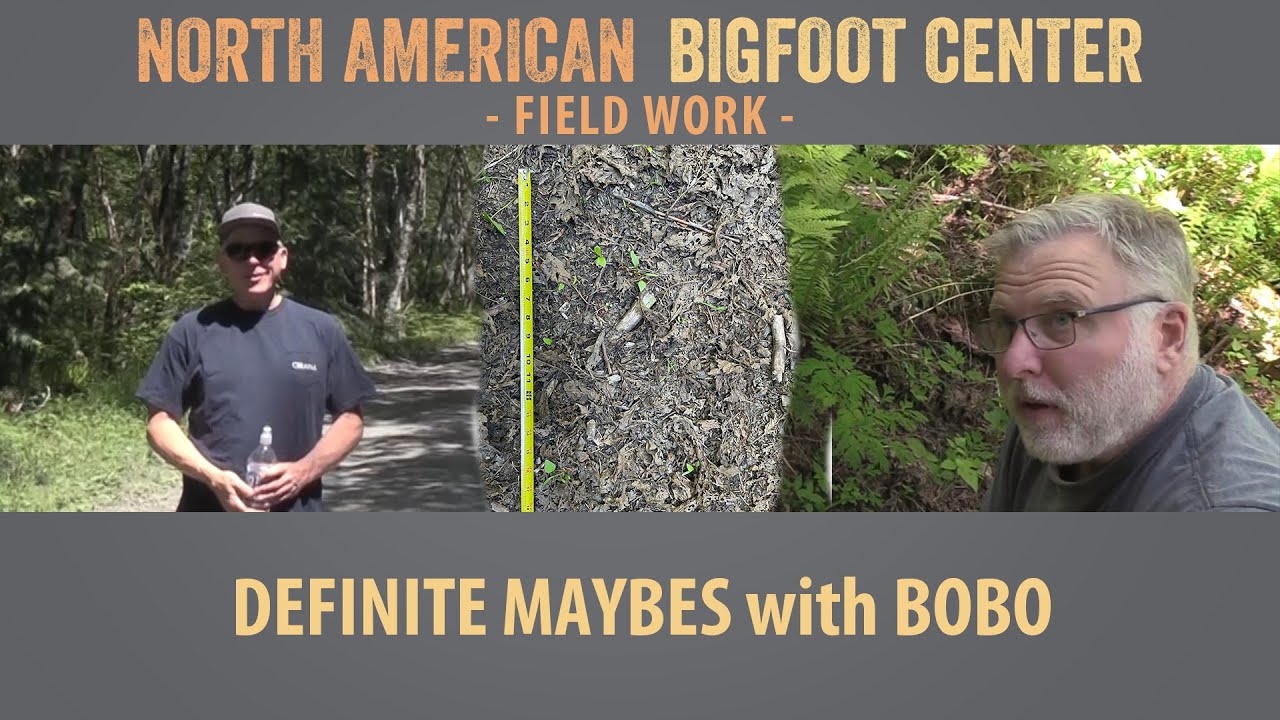 Определенные «возможно» с Бобо