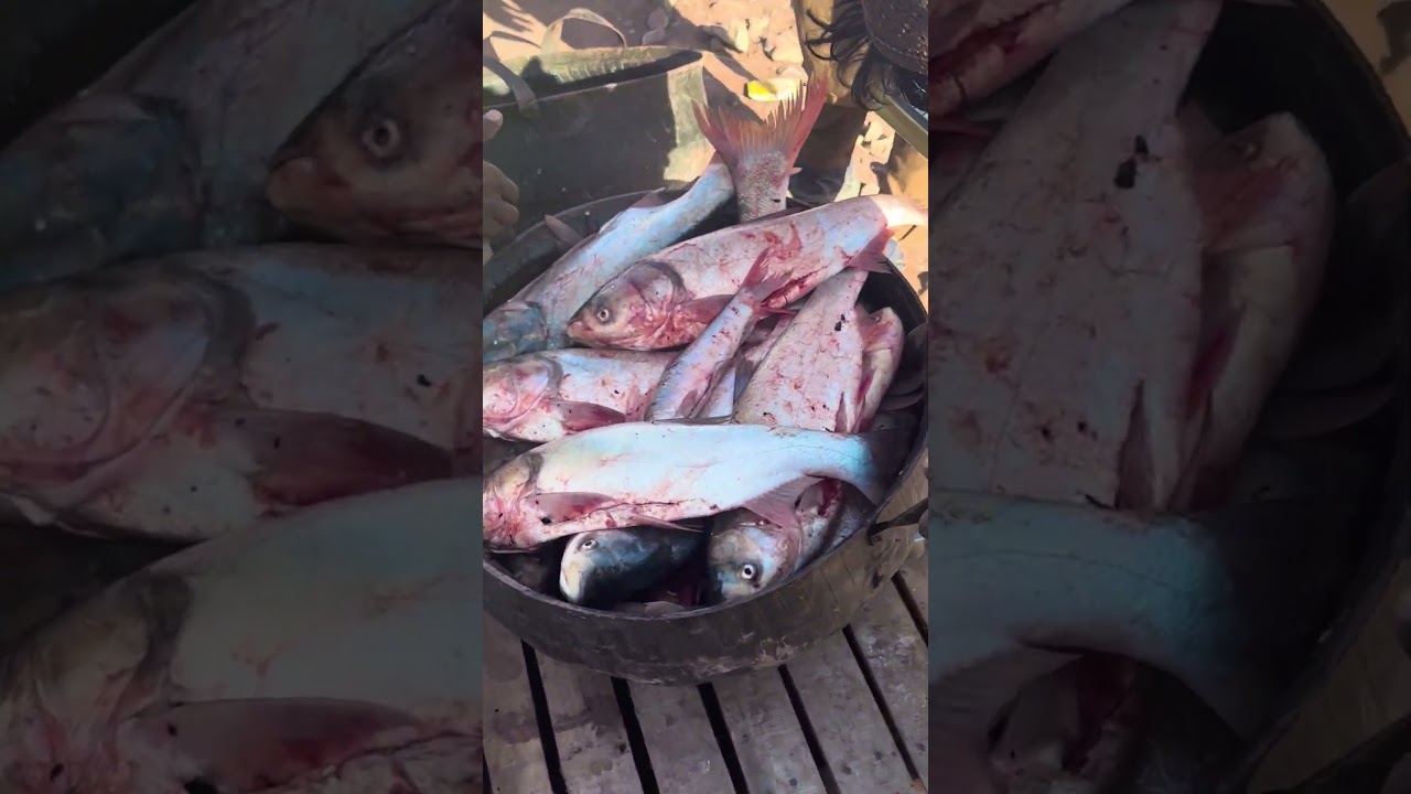 Kohat dam fish 🐟 #kohat #pakistan