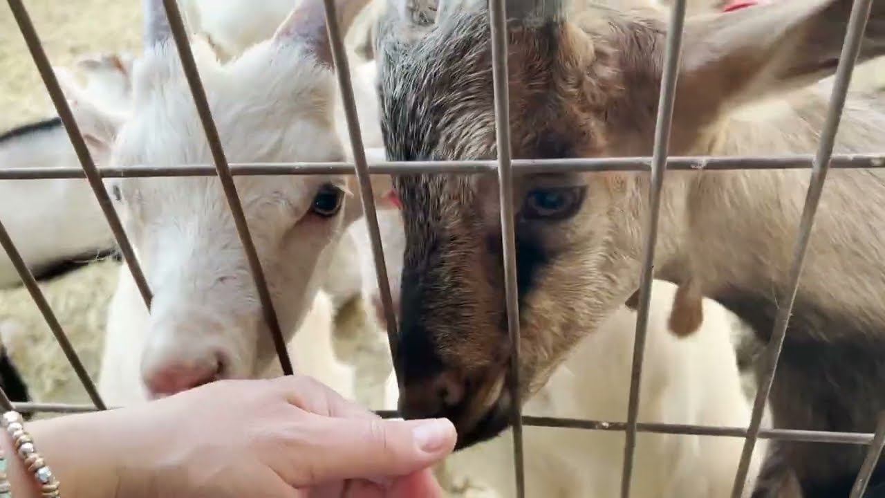 This Village has more GOATS than PEOPLE - Nov