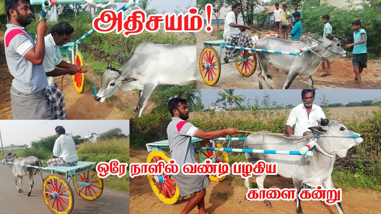 மாட்டு வண்டி பயிற்சி ஒரே நாளில் வெற்றி
