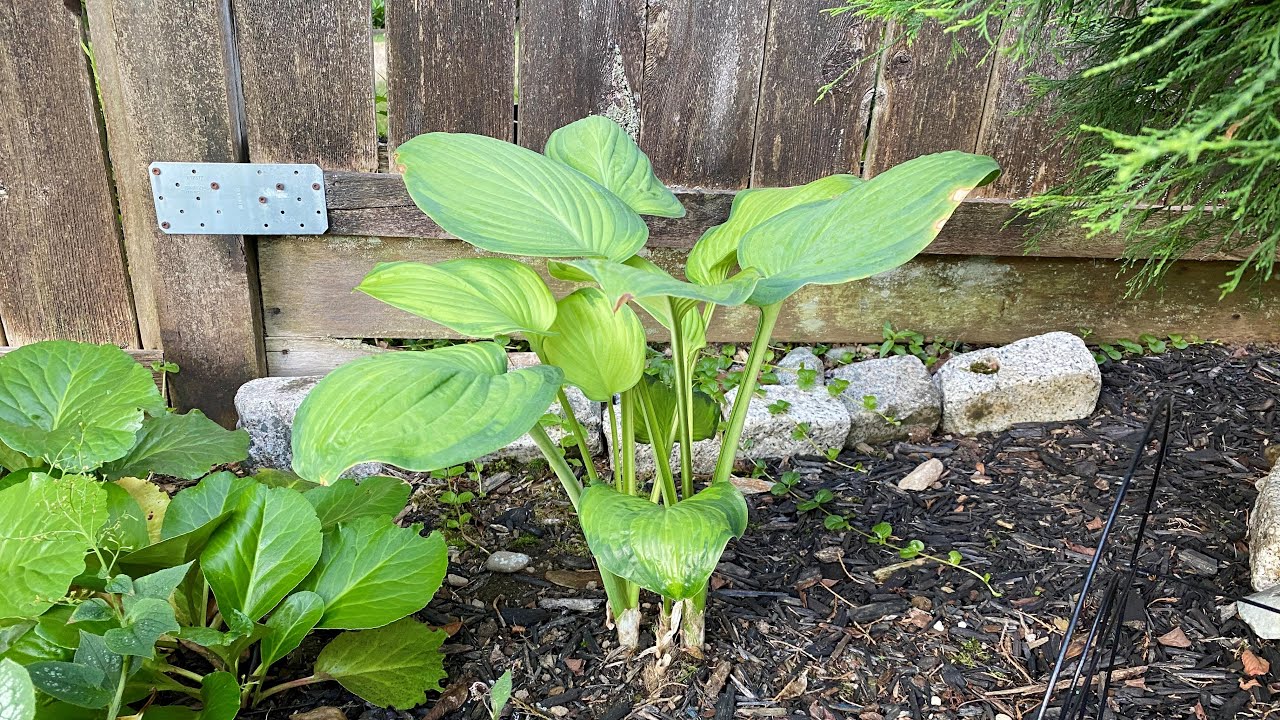 Hosta 