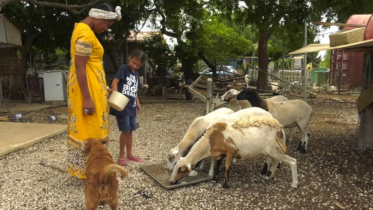 Nos ta biba di naturalesa TV - Krio di kabritu duradero