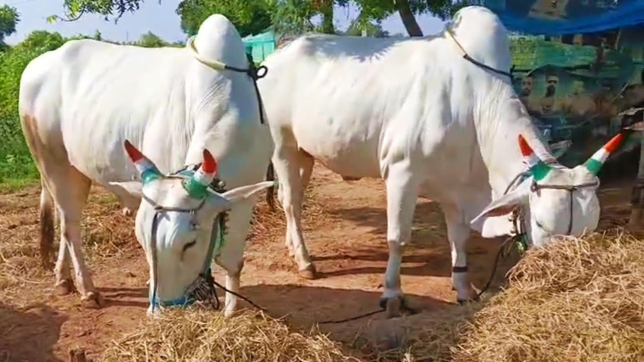 9849346477పవర్ఫుల్ వ్యవసాయం ఎద్దులు అమ్ముతారు   Ongole farming bulls for sale 