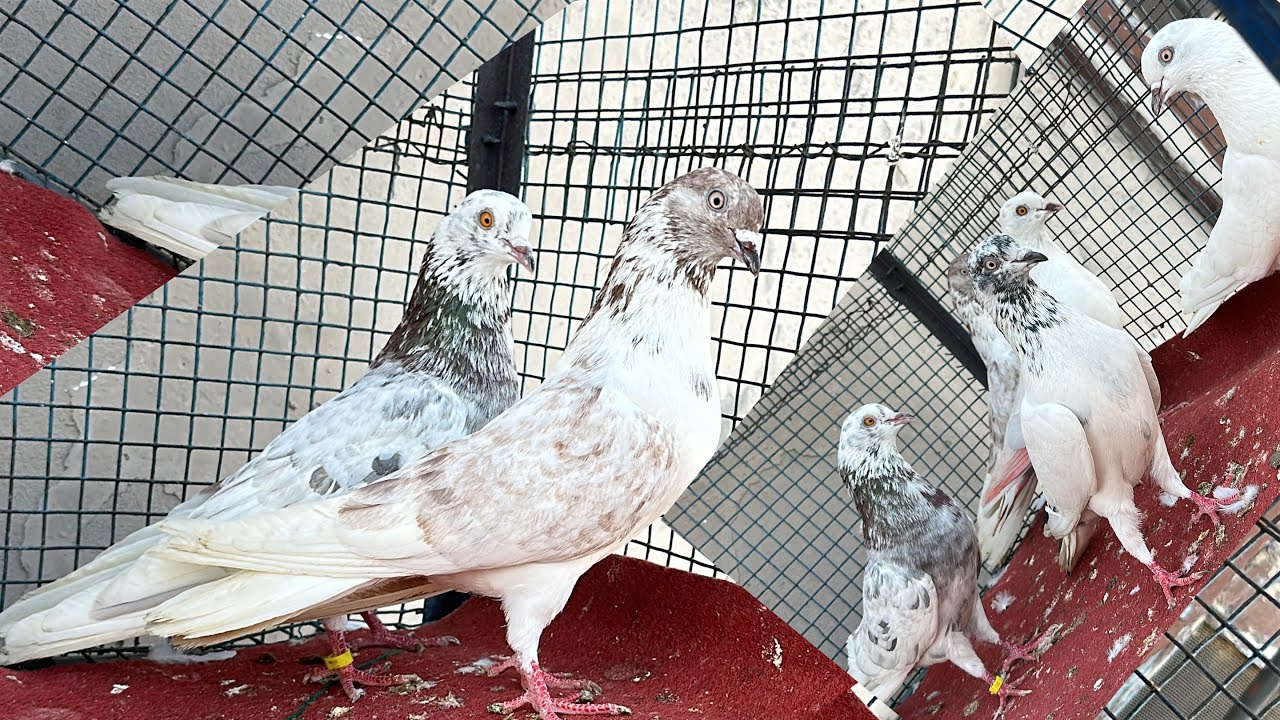 Full top ￼quality 🕊️4 kabootar 🕊️1 kabootari 200%🕊️full top bloodline7888416980
