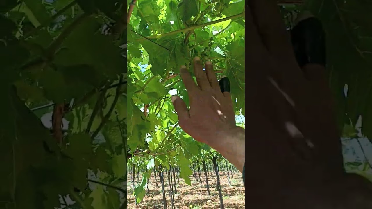 ثالث عمليات إدارة المجموع الخضري في العنب