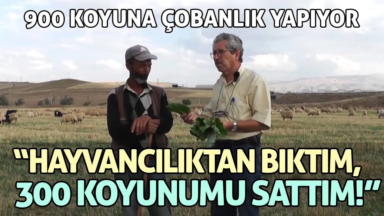 Hayvancılıktan bıktım, 300 koyunu sattım / 900 koyuna çobanlık yapıyor