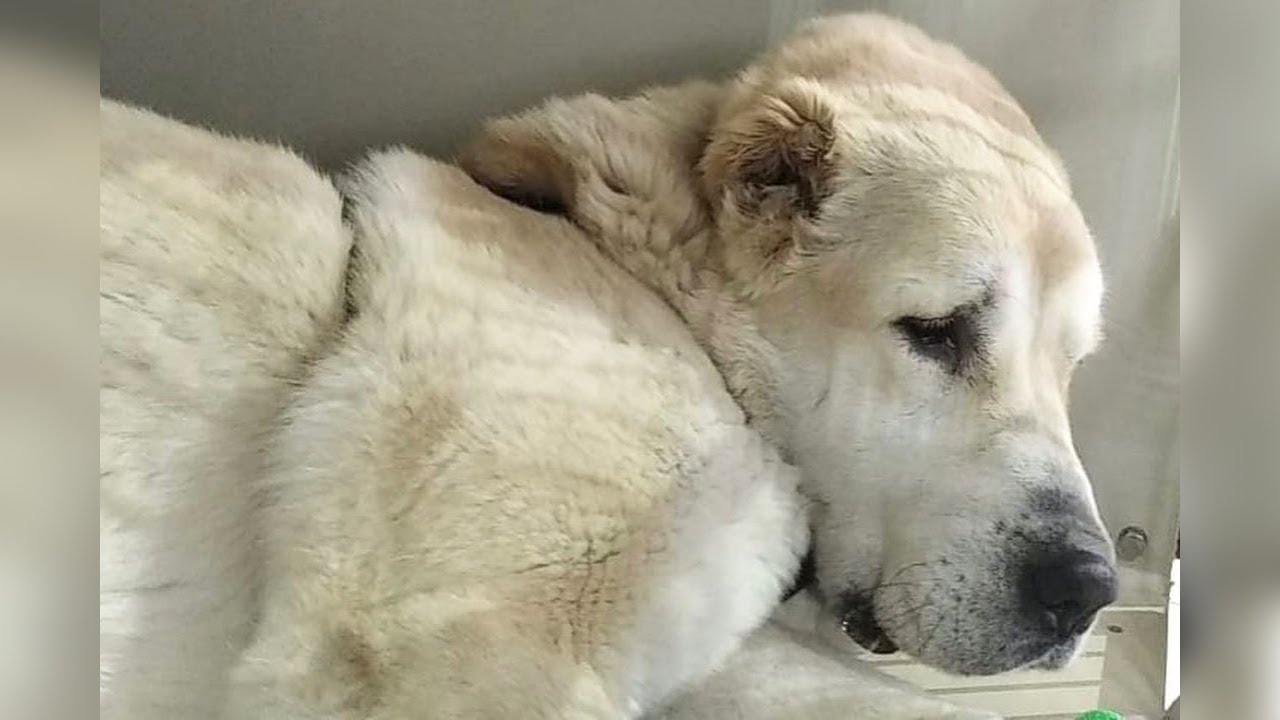 The dog was sad when he was abandoned because he had a big tumor