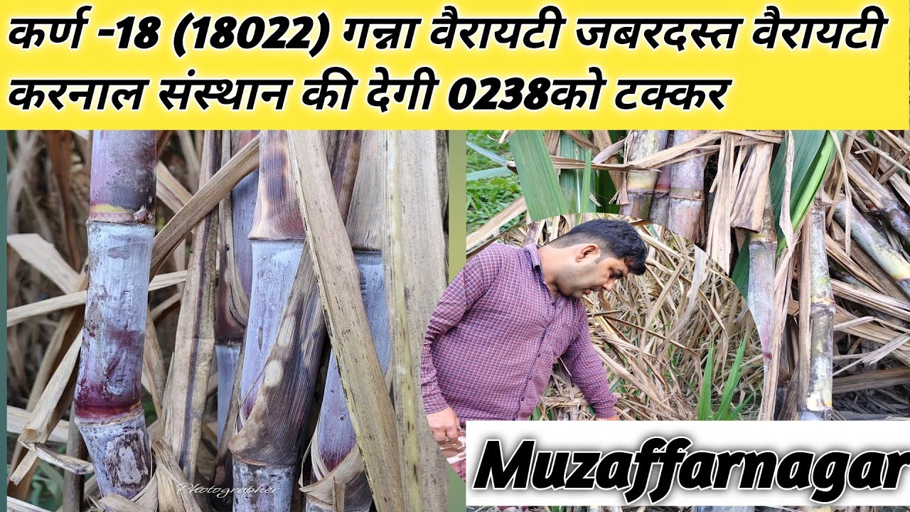 18231,17018,18022,16202,आदि वैरायटीयो का बीज उपलब्ध।@Kisanduvidha 