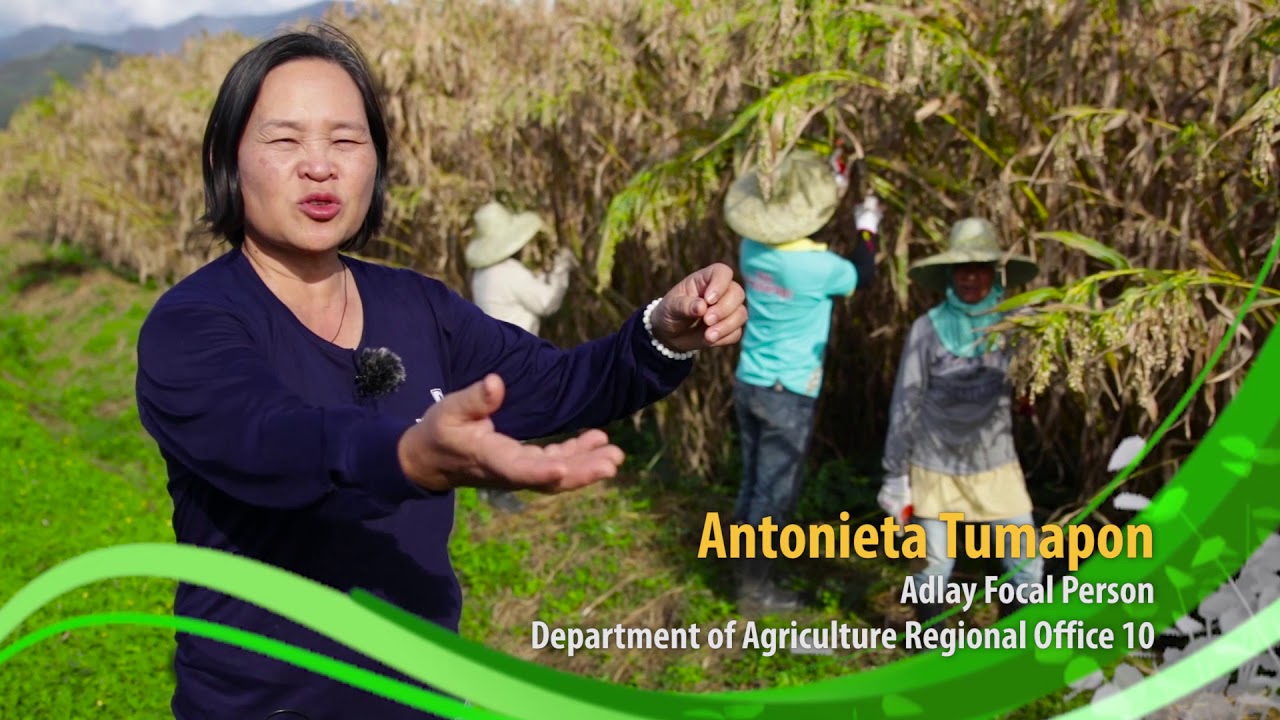 Demo on How to Produce Adlay and Adlay Seed Production