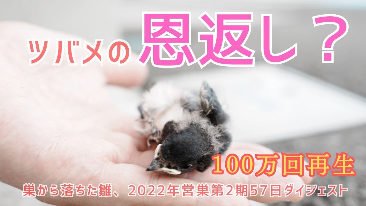 【神回130万回再生】ツバメの恩返し（後編）  〜巣の全壊、再築、そして営巣と巣から落ちた雛、別れまでの57日（2022年の観察記録）※一部閲覧注意 神回130万回再生の後編