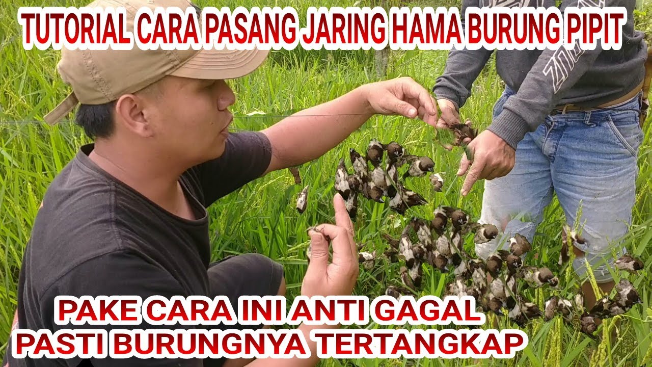 TUTORIAL CARA MEMASANG JARING BURUNG PIPIT, AUTO DAPAT BANYAK..