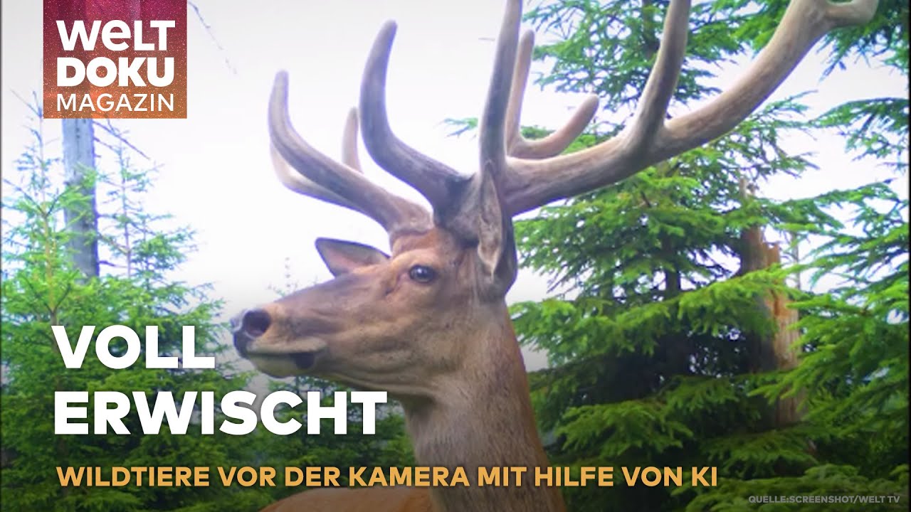 TIERISCHE SCHNAPSCHÜSSE: Wildtierkameras enthüllen Geheimnisse des Bayerischen Waldes | WELT Magazin