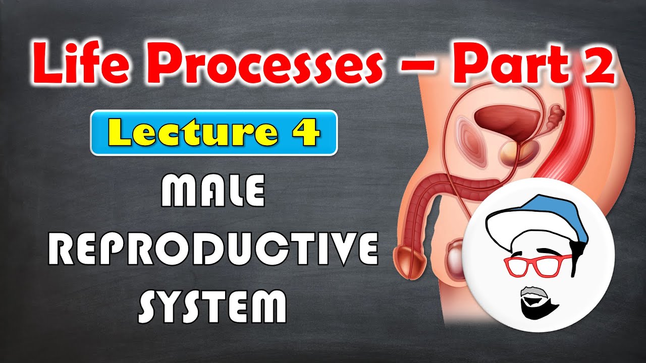 Male reproductive system || Life processes in Living Organisms Part 2 Class 10 SSC CBSE