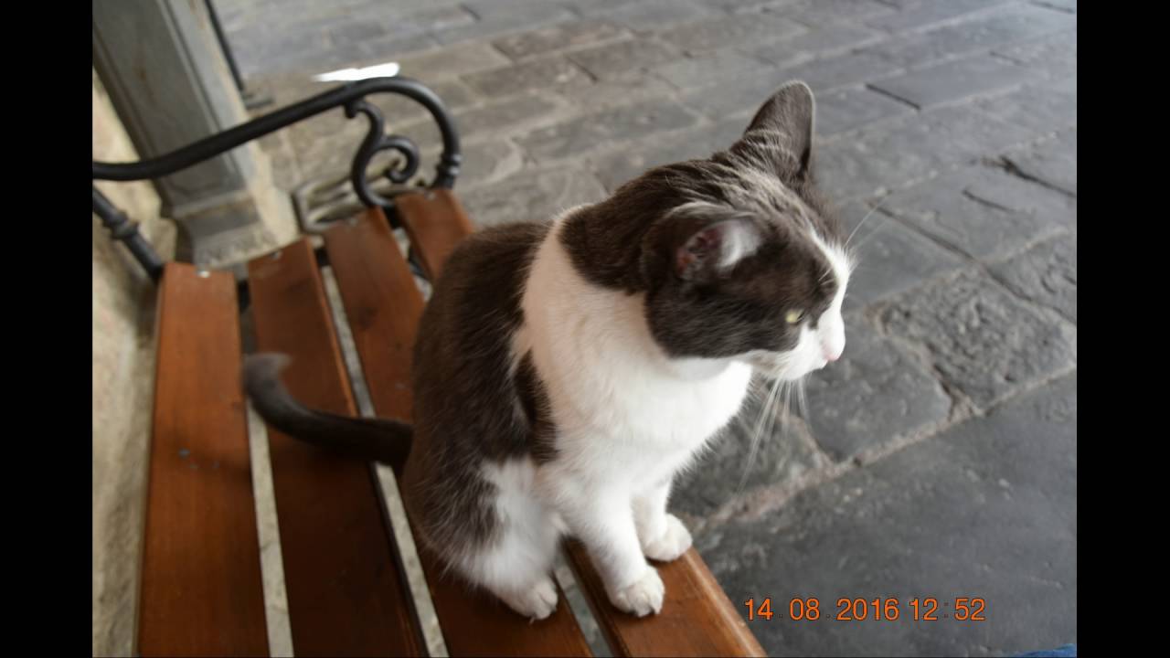 14 Agosto 2016 118 foto monterotondo marittimo