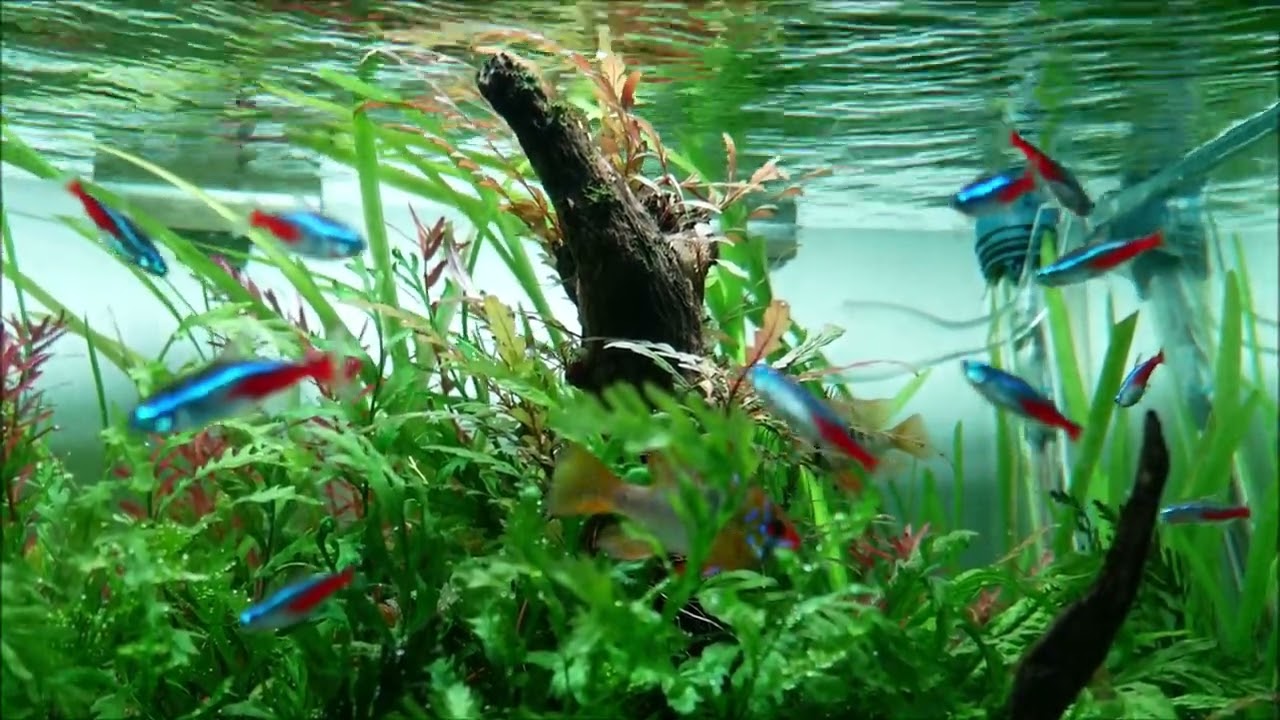 Visite mes aquariums chez moi