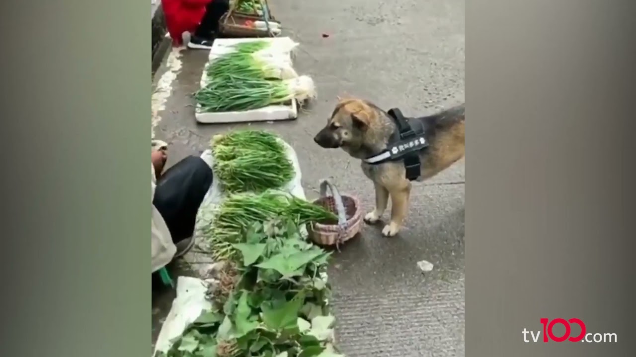 Görme engelli sahibi için her gün alışveriş yapan köpeğin görüntüleri yürek ısıttı