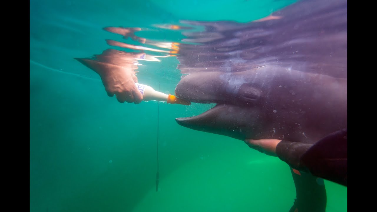 Update on Rescued False Killer Whale Calf