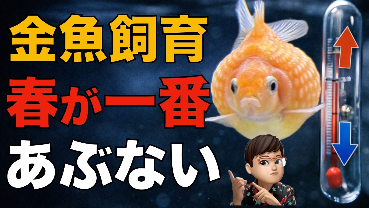 春が一番危ない｜金魚が病気になる“3つの落とし穴”