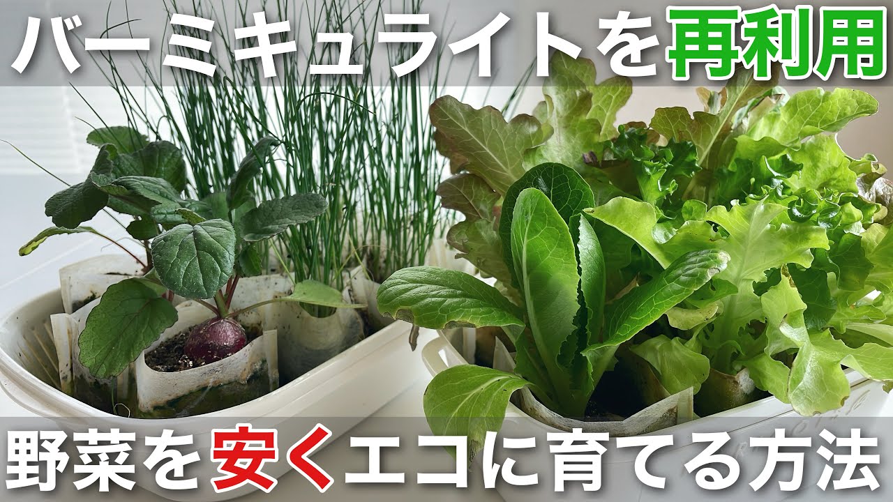 バーミキュライトを再利用して野菜を安くエコに育てる方法