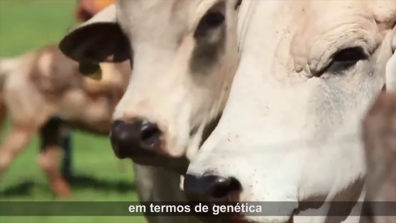 Juara capital do gado a terra de oportunidades, conheça Juara