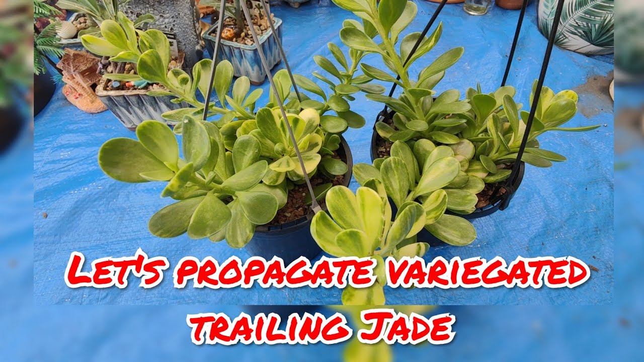 How to Propagate kleinia petraea or the variegated trailing Jade | bikolanahardinera #trailingjade