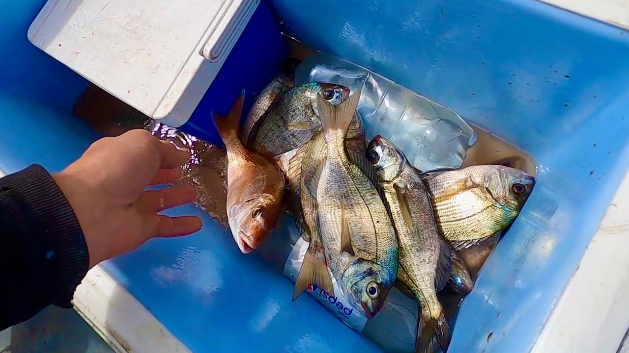 THE FISH ARE COMING IN - 2 Days Fishing ! Lobster , Bass & Bream !