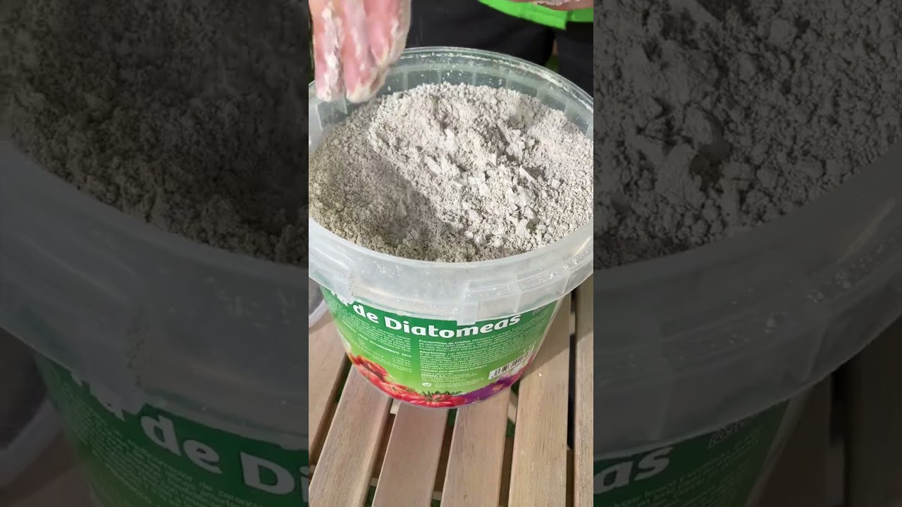 Cómo combatir plagas de hormigas 