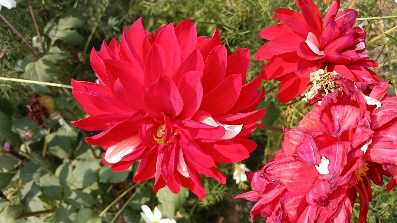 January 25, 2026