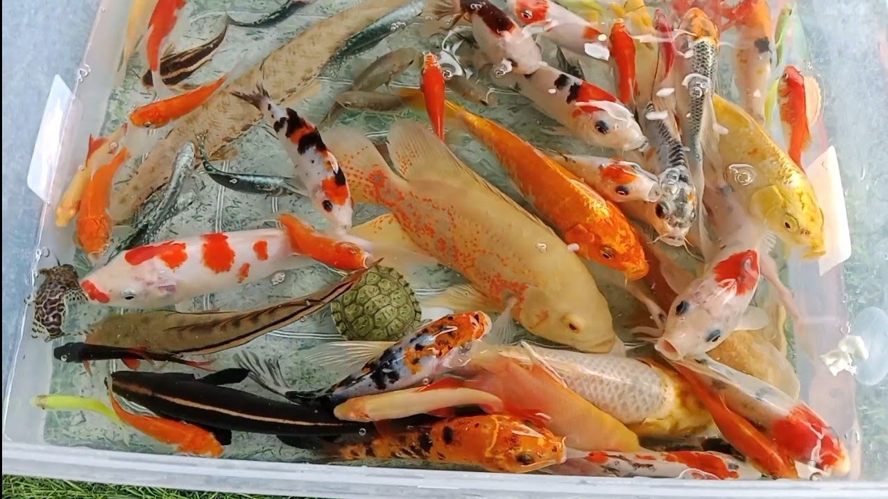 Unboxing ikan warna warni,ikan koi,ikan glawfish,ikan gurame,ikan lele || Pipi and Toys ||