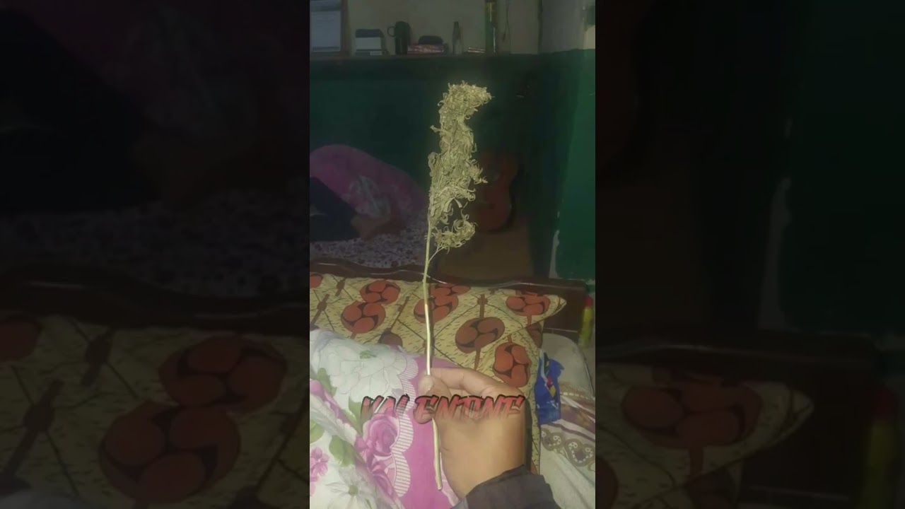 Taittttt Horrible Kush in NEPAL 🇳🇵