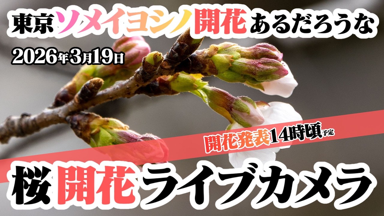 【開花発表14時頃予定】桜開花ライブカメラ＠東京靖国神社｜2026.3.18