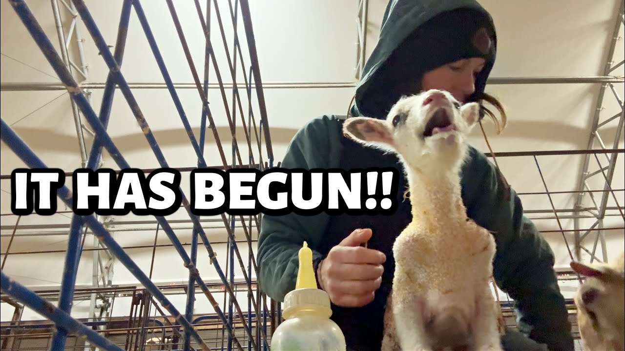 WINTER LAMBING HAS BEGUN!! ~ Vlogmas 2025
