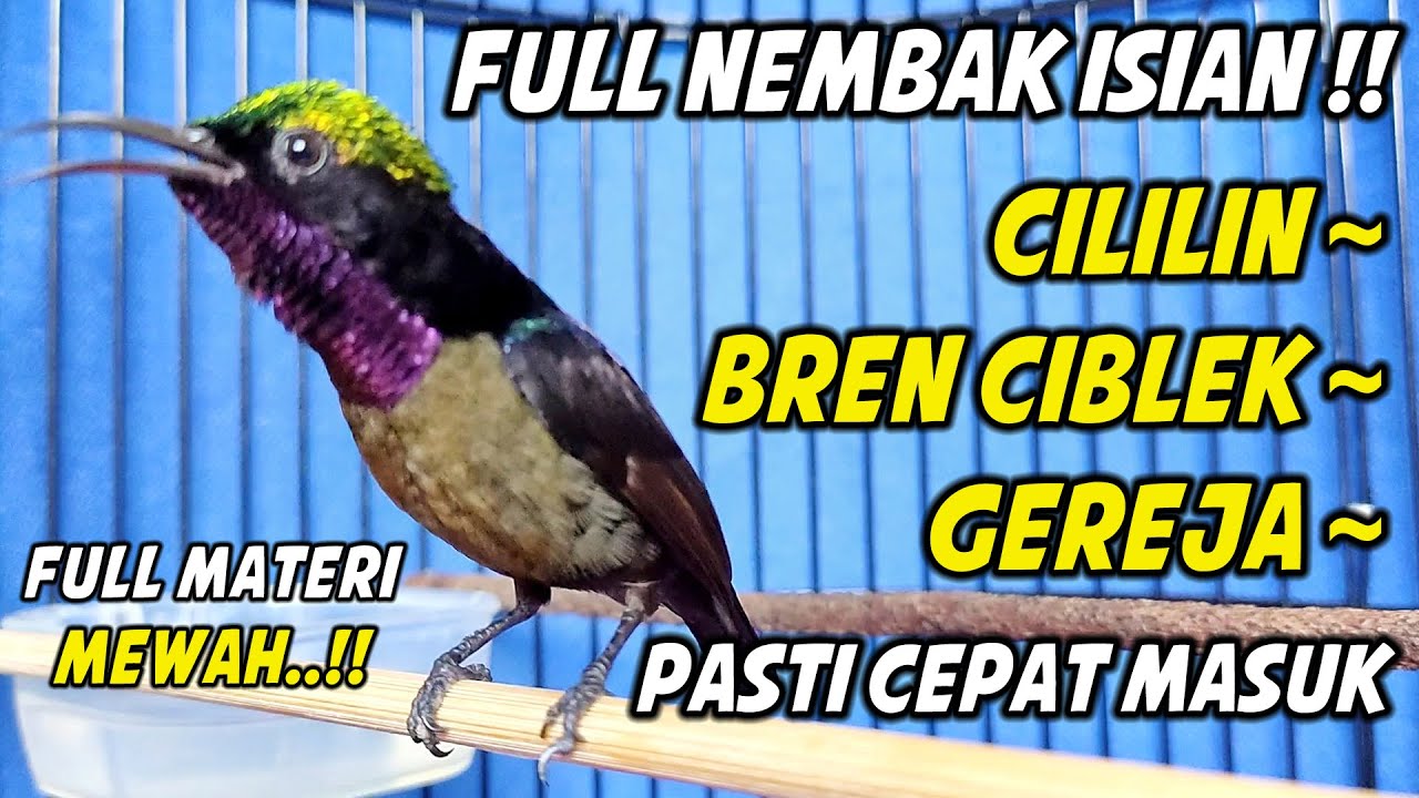 PANCINGAN KONIN GACOR FULL NEMBAK ISIAN TONJOLAN MEWAH, COCOK BUAT MASTERAN KOLIBRI NINJA BAHAN