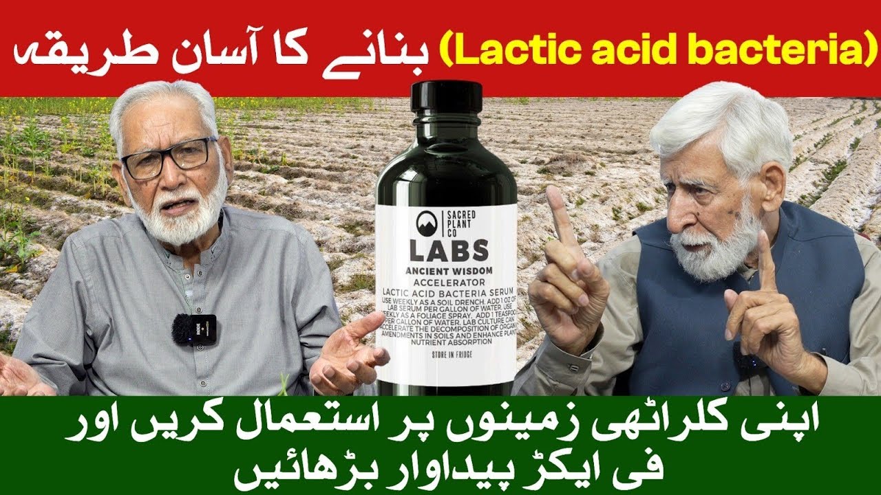 Lactic Acid Bacteria Bananay ka Assaan Tareeqa