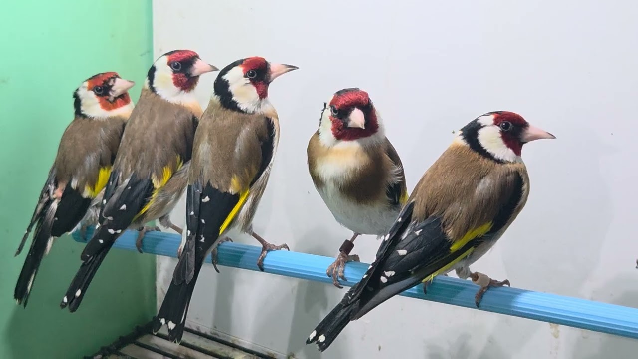 #birdslove #καρδερινα #Goldfinch  #birdsoftiktok #carduelis