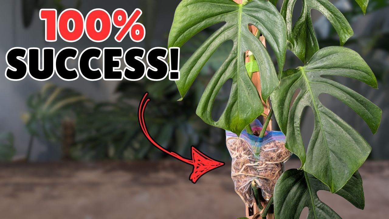 the safest way to chop a monstera