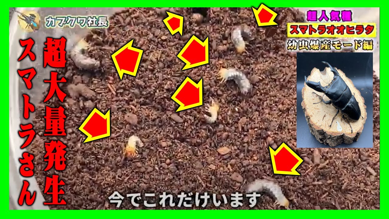 【初心者向け】スマトラオオヒラタの産卵セットを開けてみたら幼虫がてんこ盛り！なぜ、スマトラが爆産したのか？を割り出しながら考えてみた！