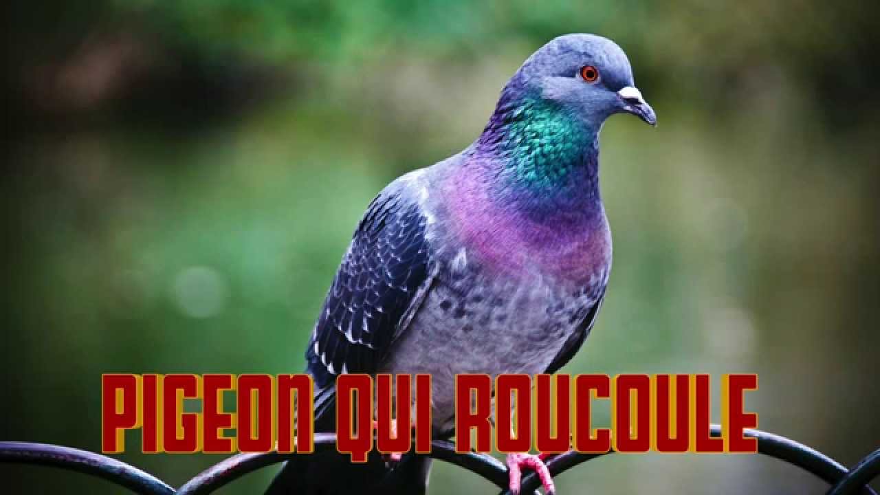 PIGEON qui ROUCOULE Pigeon sounds - Cri du pigeon - Verso del piccione - Pigeon sound