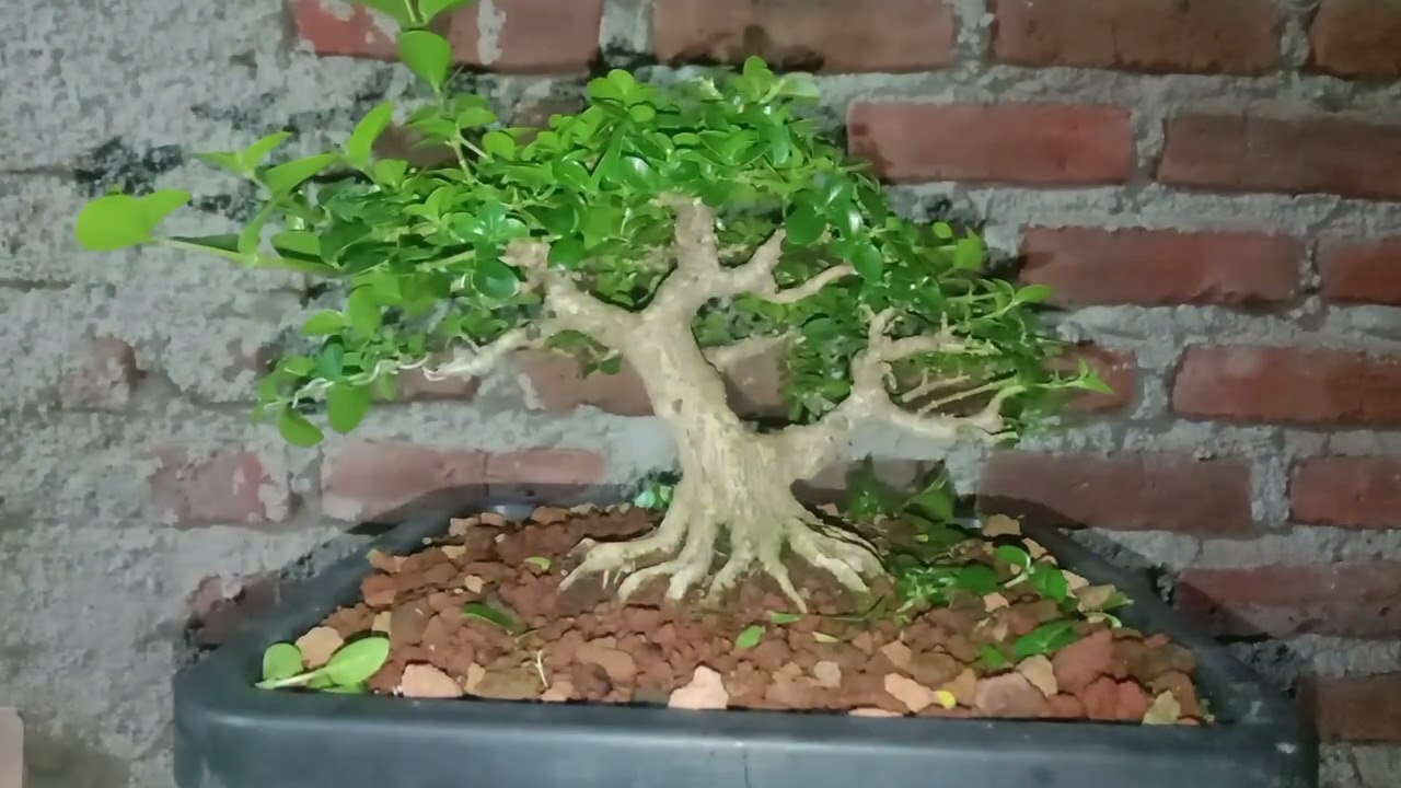 #Cutting#pruning#sancangmame