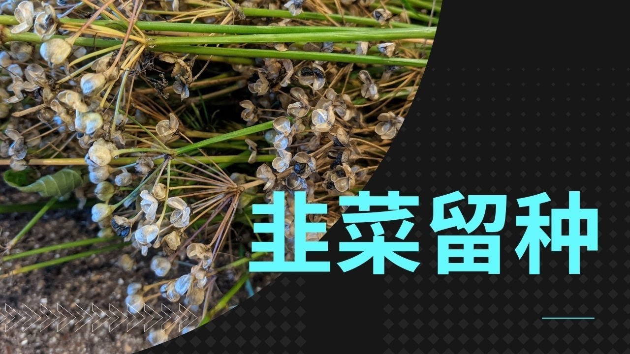 如何给韭菜留种，特别简单 | 用种子种韭菜会有意想不到的收获 | 从种子种的韭菜比老根种的长得好 | How to Save Seeds for Garlic Chives