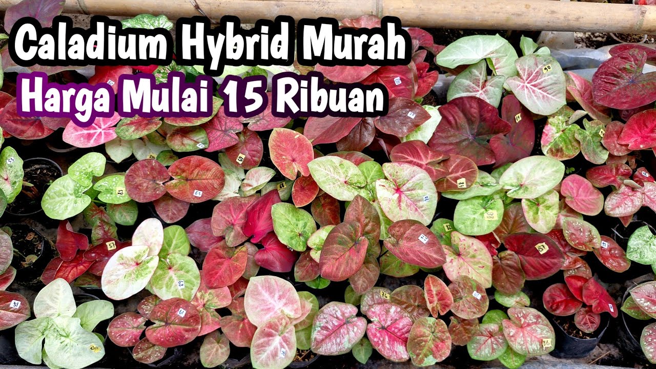 Caladium Hybrid Murah Part#612