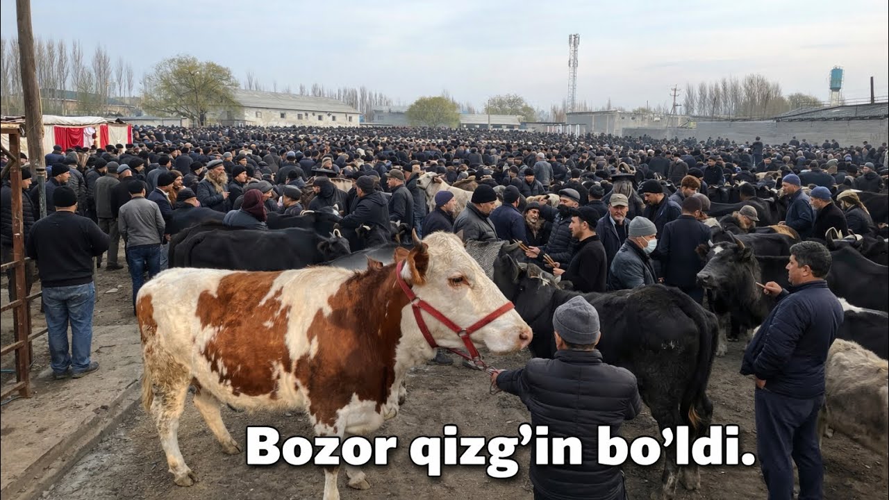 Molbozor narxlari. Yangiqorgon molbozori narxlari✅✅✅😱😱😱🔥🔥🔥🔥🤝🤝🤝👍👍👍💯💯💯