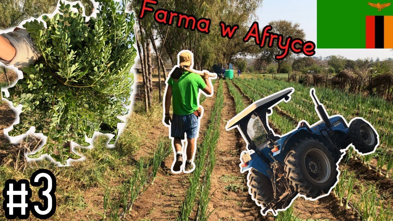 PRACA NA AFRYKAŃSKIEJ FARMIE!!! #3