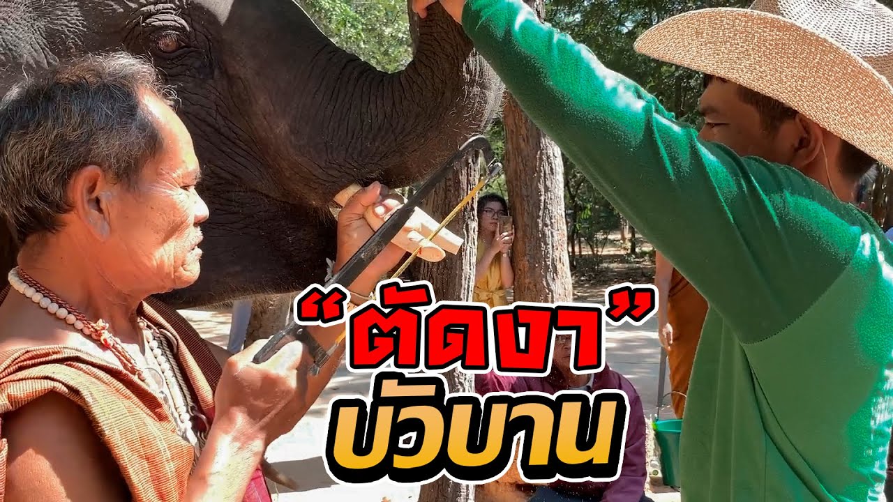 cut tusks ตัดงา! บัวบาน เนื่องในวันเกิดตามประเพณี !