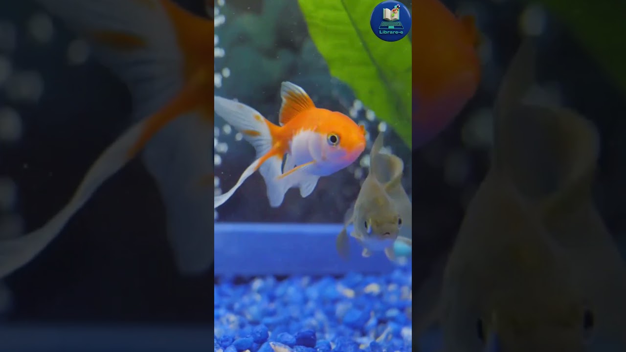 My Gold Fish | 3rd STD | English 