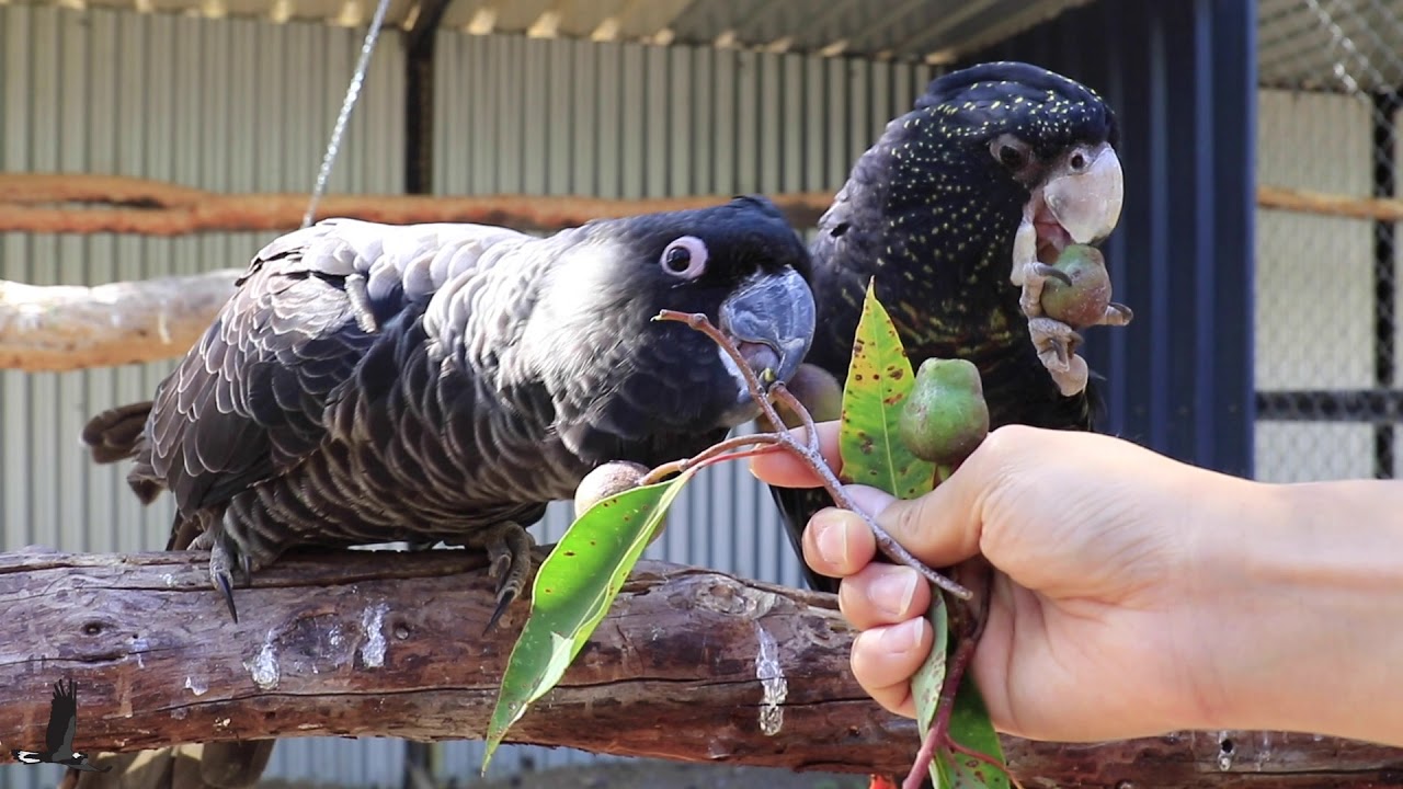 Meet Dora, our Forest Red Tailed Black Cockatoo