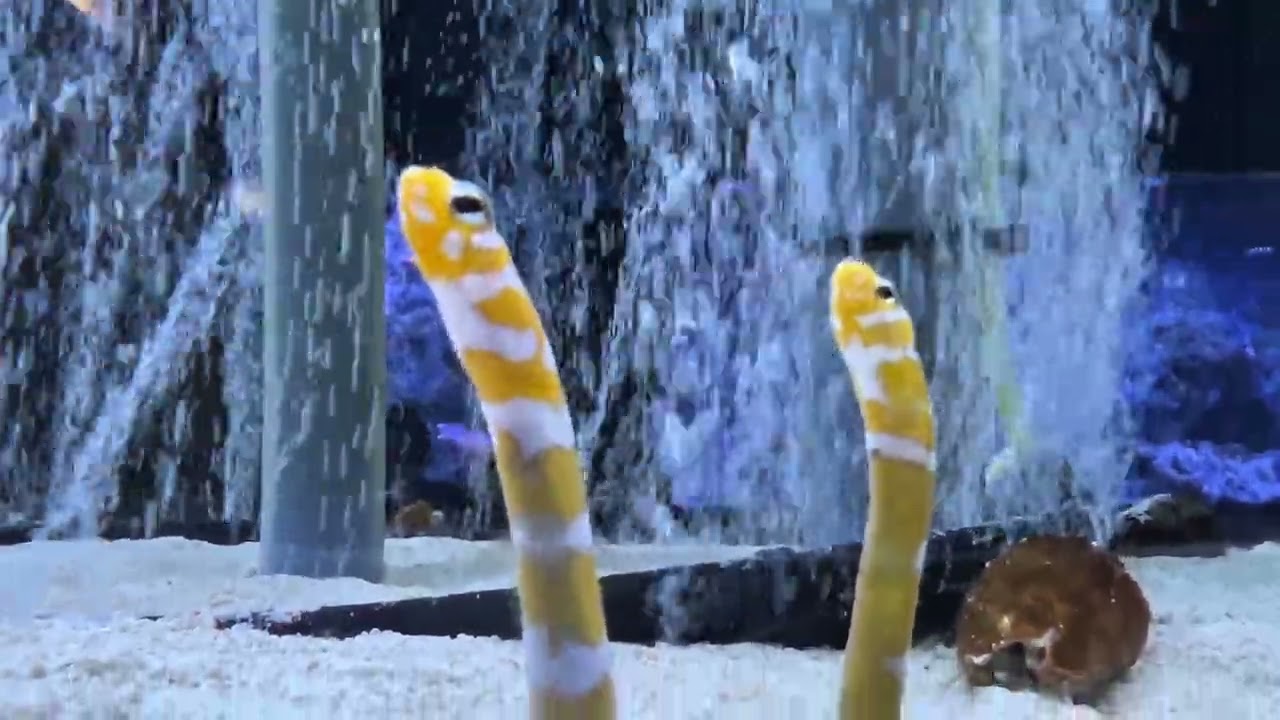 Soothing Garden Eels 🐟　ぴょこぴょこチンアナゴ🕳️ かわいい💕