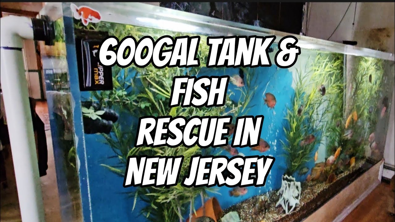 Спасение аквариума на 600 галлонов и рыбок в Нью-Джерси